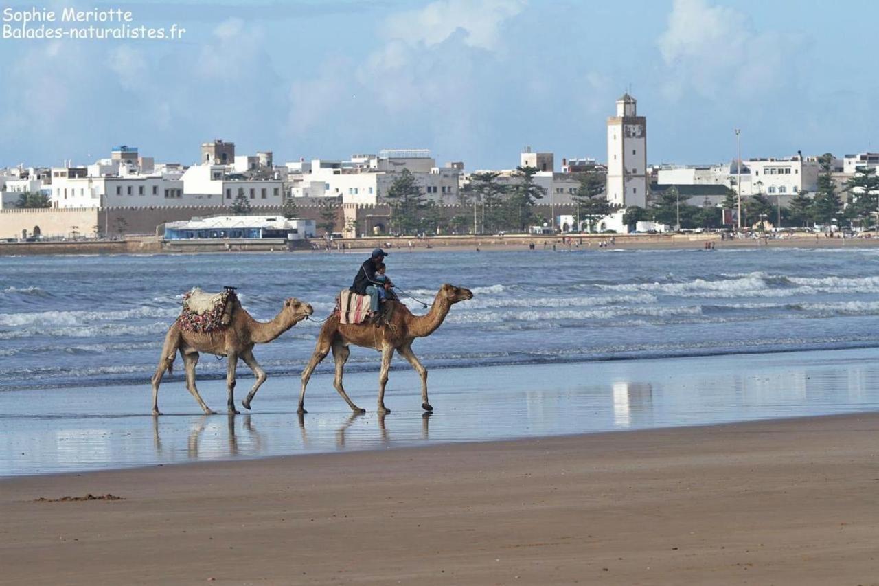 Appartement Essaouira Proche De La Mer ภายนอก รูปภาพ